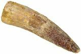 Fossil Spinosaurus Tooth - Real Dinosaur Tooth #311779-1